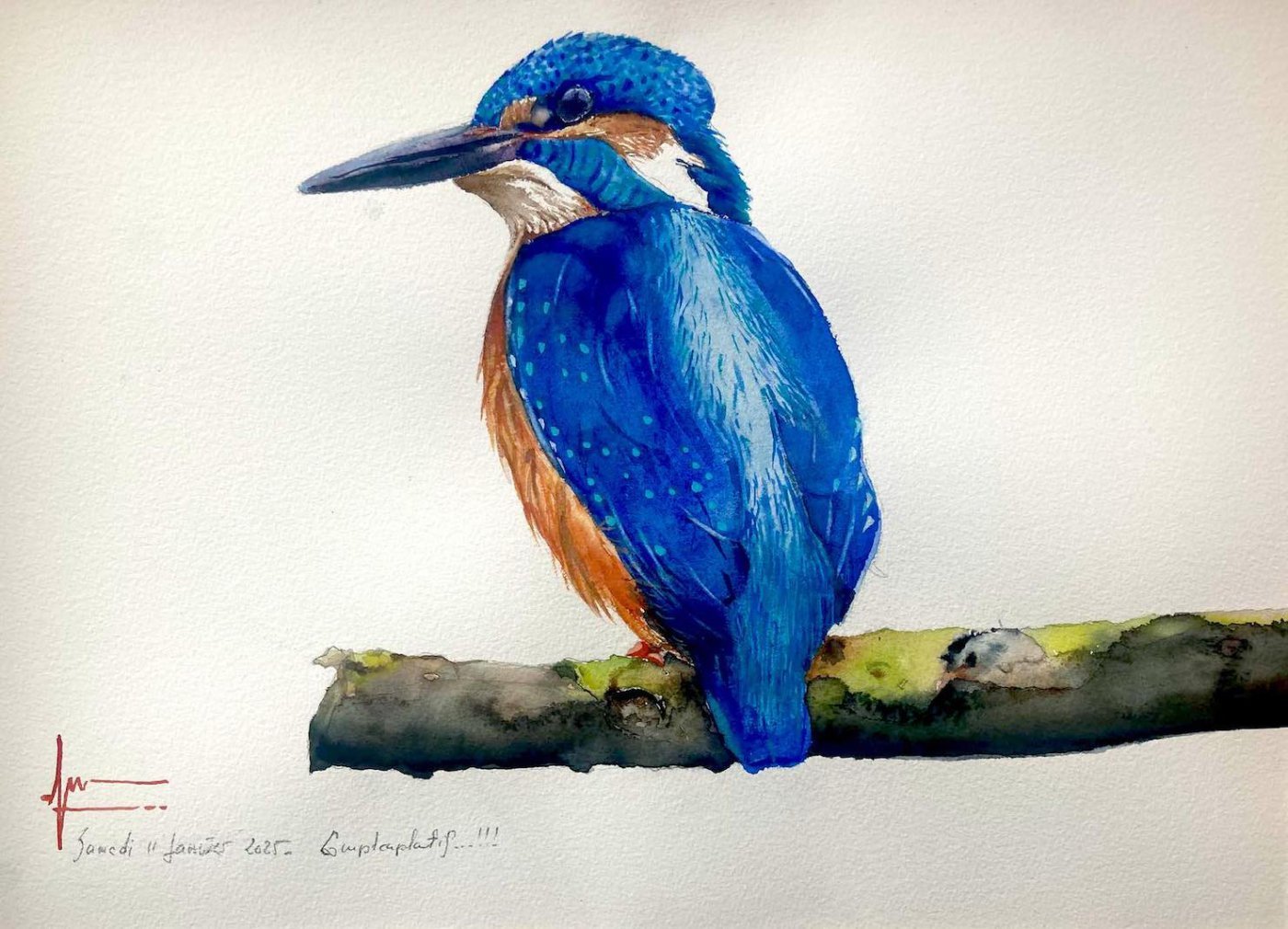 Aquarelle de Thomas Favier : un martin-pêcheur posé sur une branche