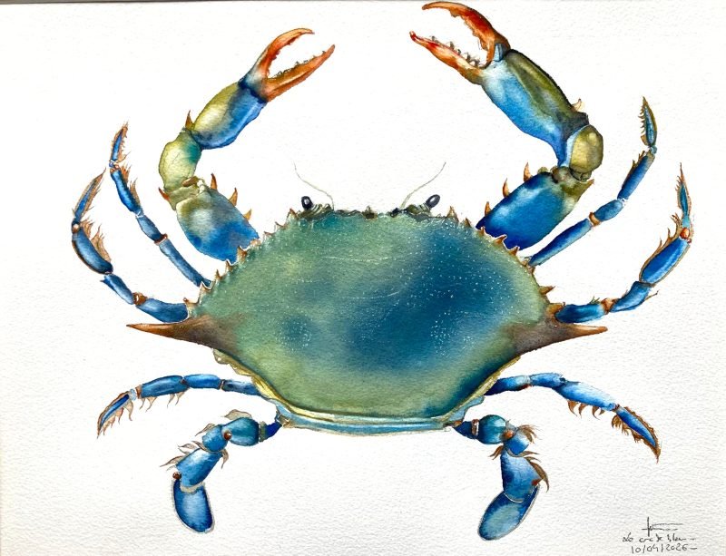 Le crabe bleu du Pacifique…