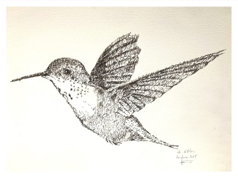 Le Colibri en Calligraphie…