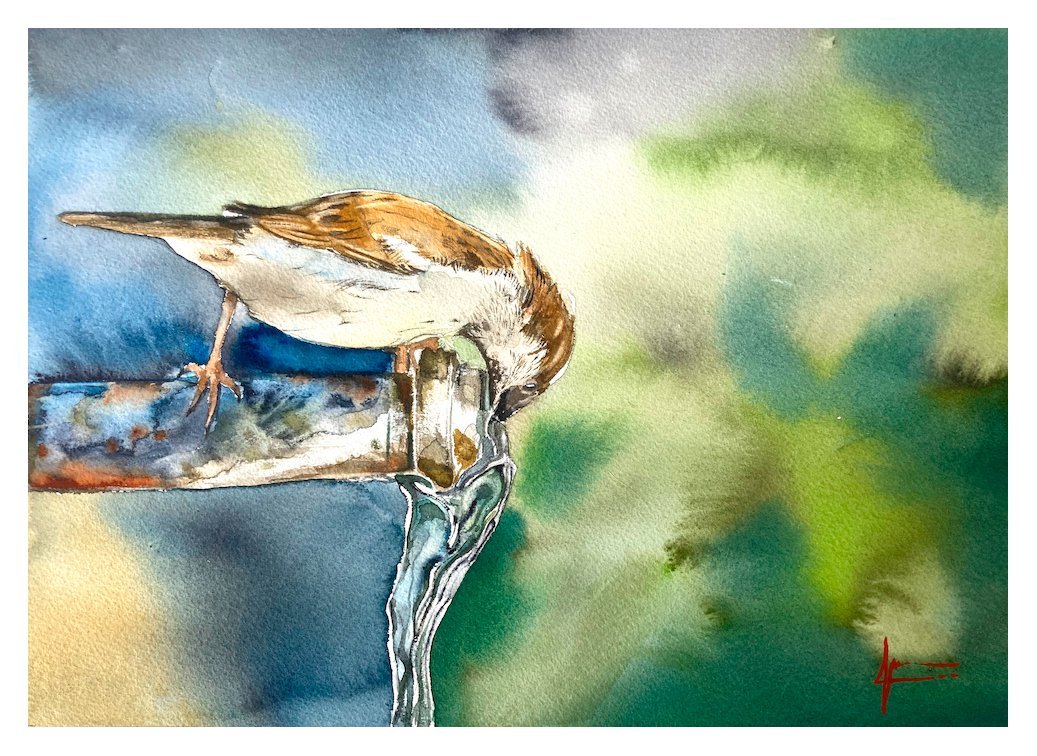 Aquarelle de Thomas Favier : Moineau en train de boire au robinet.