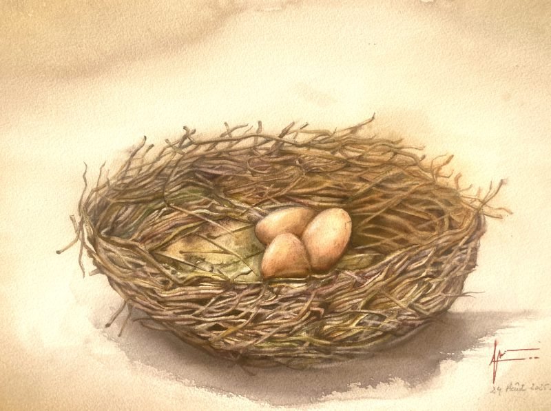 Aquarelle de Thomas Favier : Un nid et trois oeufs…
