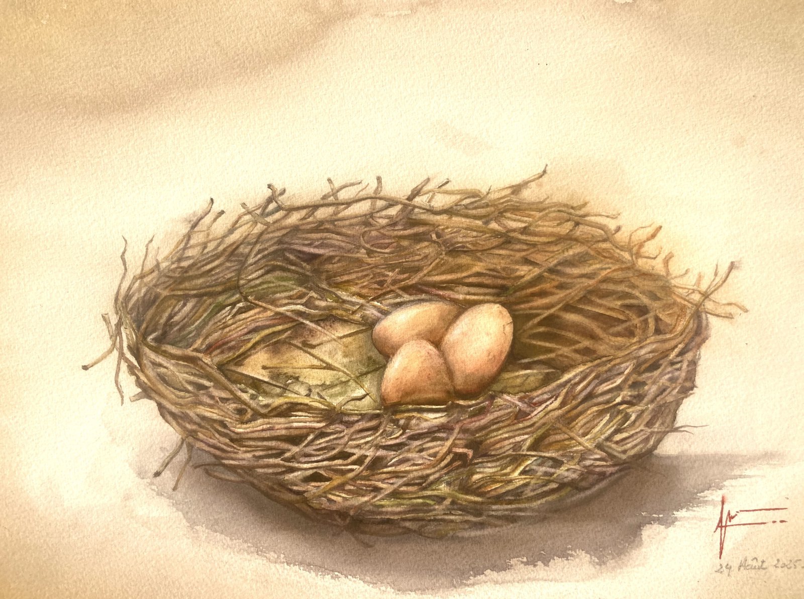 Aquarelle de Thomas Favier : Un nid et trois oeufs…