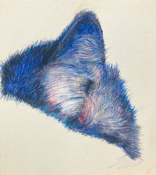 Aquarelle de Thomas Favier : Etude pour une oreille de chat.