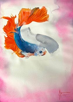 Aquarelle de Thomas Favier représentant un poisson combattant nageant dans de l'eau de rose…