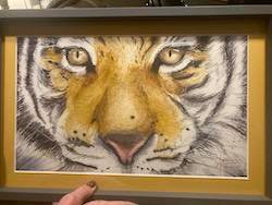 Aquarelle de Thomas Favier représentant le regard en panoramique d'un tigre. 